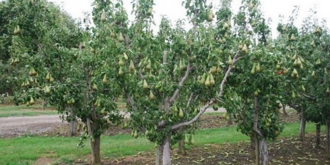 Kako presaditi krušku na drugo mjesto